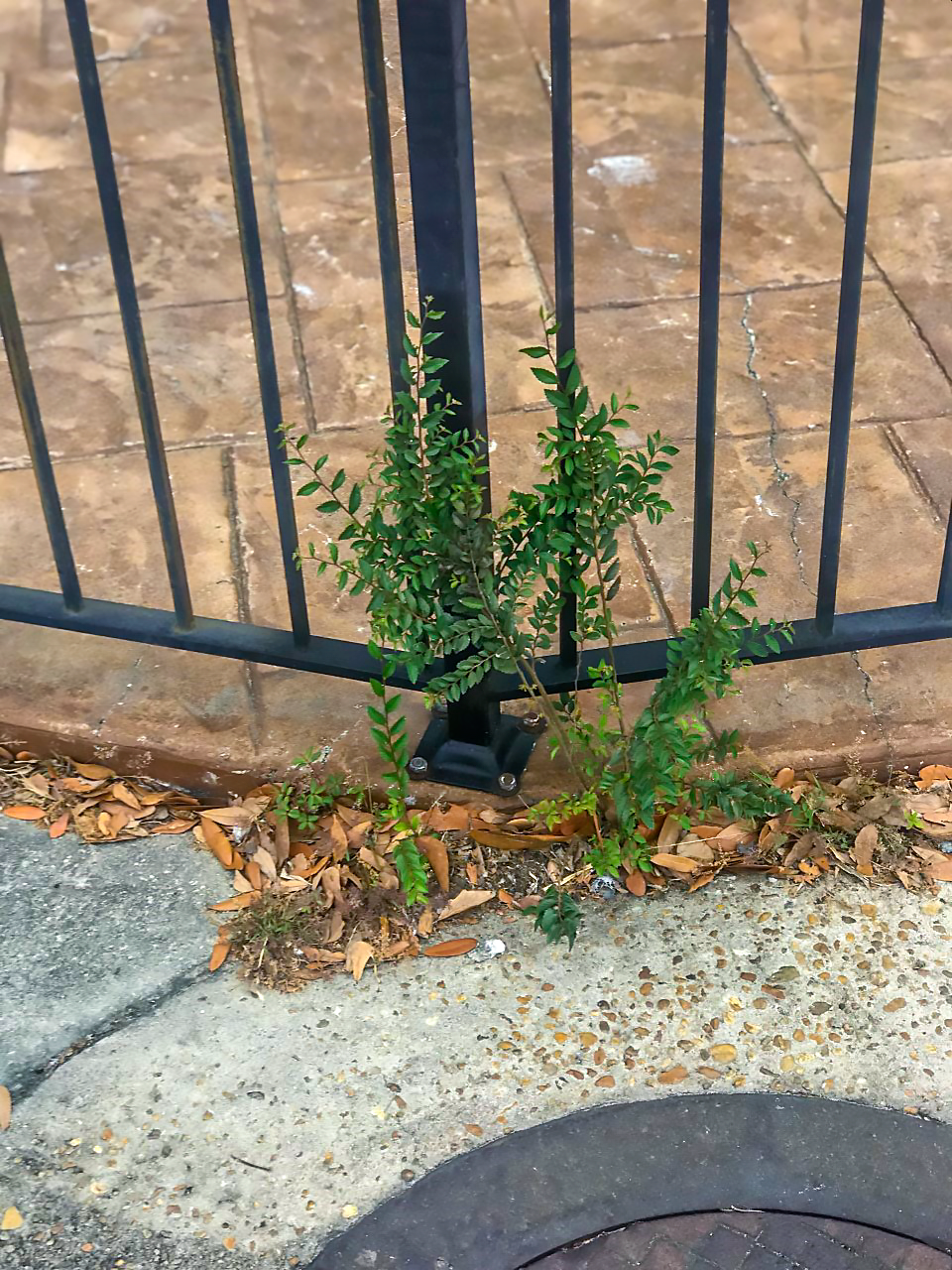 Here an elm seedling will disrupt pavement, pavers and a fence as it grows. 