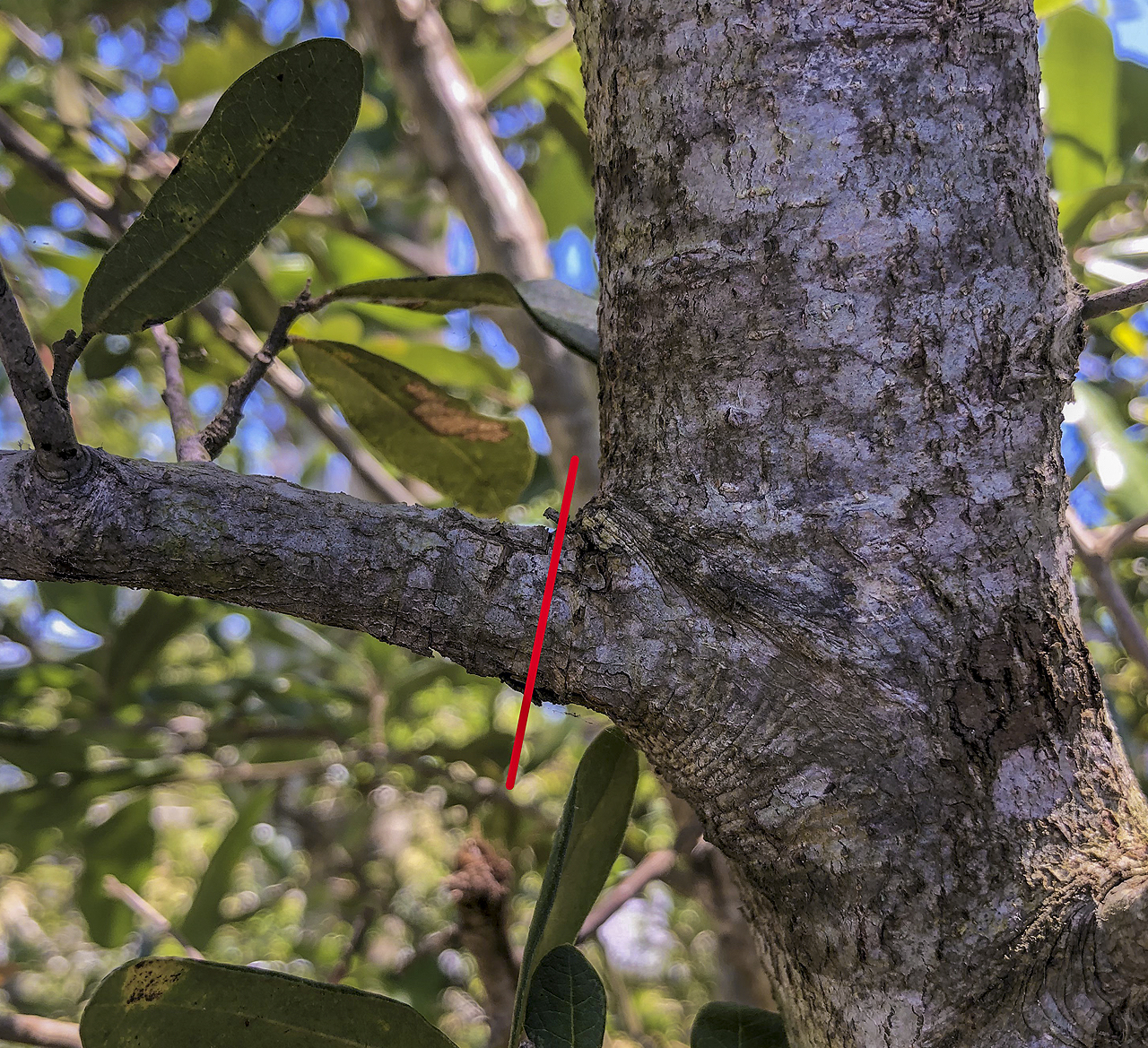 The red line shows where the pruning cut should  be made on this yaupon holly, just outside the branch collar.