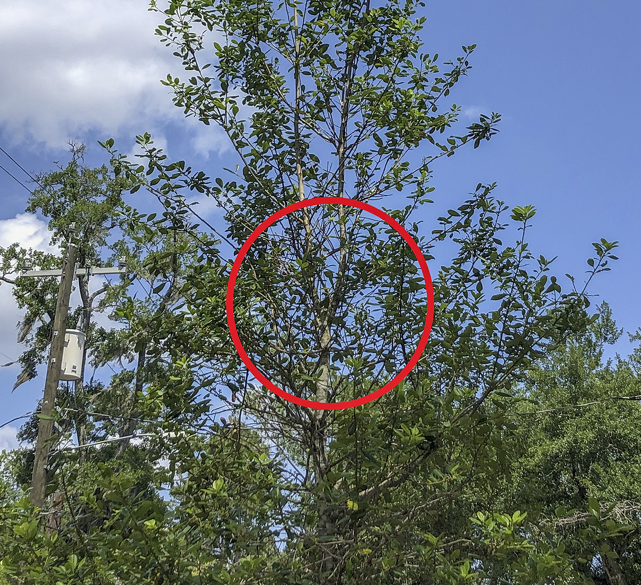 The red circle highlights where the main stem of  this East Palatka holly splits into two equally sized leaders. One of these  should be pruned at the base to allow a single main trunk to develop.